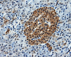 BRAF / B-Raf Antibody - Immunohistochemical staining of paraffin-embedded pancreas tissue using anti-BRAF mouse monoclonal antibody. (Dilution 1:50).