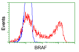 BRAF / B-Raf Antibody - HEK293T cells transfected with either pCMV6-ENTRY BRAF (Red) or empty vector control plasmid (Blue) were immunostained with anti-BRAF mouse monoclonal, and then analyzed by flow cytometry.