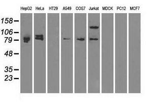 BRAF / B-Raf Antibody - Western blot of extracts (35 ug) from 9 different cell lines by using anti-anti-BRAF monoclonal antibody.