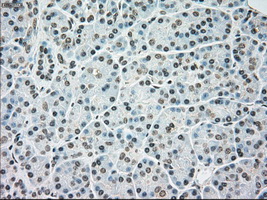 BRAF / B-Raf Antibody - IHC of paraffin-embedded pancreas tissue using anti-BRAF mouse monoclonal antibody. (Dilution 1:50).