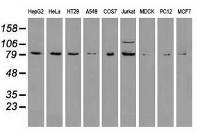 BRAF / B-Raf Antibody - Western blot of extracts (35 ug) from 9 different cell lines by using anti-anti-BRAF monoclonal antibody.