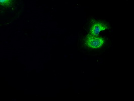 BRAF / B-Raf Antibody - Anti-BRAF mouse monoclonal antibody  immunofluorescent staining of COS7 cells transiently transfected by pCMV6-ENTRY BRAF.