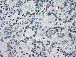 BRAF / B-Raf Antibody - IHC of paraffin-embedded Kidney tissue using anti-BRAF mouse monoclonal antibody. (Dilution 1:50).