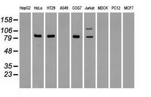 BRAF / B-Raf Antibody - Western blot analysis of extracts (35ug) from 9 different cell lines by using anti-anti-BRAFmonoclonal antibody.