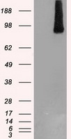 BRAF / B-Raf Antibody - HEK293T cells were transfected with the pCMV6-ENTRY control (Left lane) or pCMV6-ENTRY BRAF (Right lane) cDNA for 48 hrs and lysed. Equivalent amounts of cell lysates (5 ug per lane) were separated by SDS-PAGE and immunoblotted with anti-BRAF.