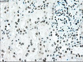 BRAF / B-Raf Antibody - IHC of paraffin-embedded Kidney tissue using anti-BRAF mouse monoclonal antibody. (Dilution 1:50).