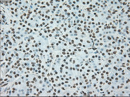 BRAF / B-Raf Antibody - IHC of paraffin-embedded pancreas tissue using anti-BRAF mouse monoclonal antibody. (Dilution 1:50).