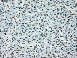 BRAF / B-Raf Antibody - IHC of paraffin-embedded pancreas tissue using anti-BRAF mouse monoclonal antibody. (Dilution 1:50).