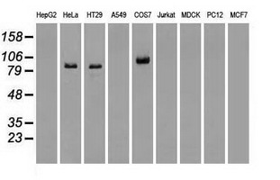 BRAF / B-Raf Antibody - Western blot of extracts (35 ug) from 9 different cell lines by using anti-BRAF monoclonal antibody.