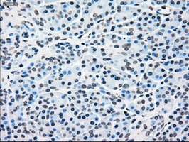 BRAF / B-Raf Antibody - IHC of paraffin-embedded Human pancreas tissue using anti-BRAF mouse monoclonal antibody.