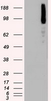 BRAF / B-Raf Antibody - HEK293T cells were transfected with the pCMV6-ENTRY control (Left lane) or pCMV6-ENTRY BRAF (Right lane) cDNA for 48 hrs and lysed. Equivalent amounts of cell lysates (5 ug per lane) were separated by SDS-PAGE and immunoblotted with anti-BRAF.