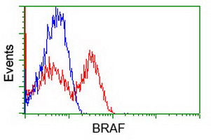 BRAF / B-Raf Antibody - HEK293T cells transfected with either overexpress plasmid (Red) or empty vector control plasmid (Blue) were immunostained by anti-BRAF antibody, and then analyzed by flow cytometry.