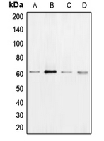 BRAF / B-Raf Antibody - Western blot analysis of B-RAF expression in HeLa (A); A431 (B); Jurkat (C); PC12 (D) whole cell lysates.