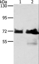 BRAF / B-Raf Antibody - Western blot analysis of HeLa and Raji cell, using BRAF Polyclonal Antibody at dilution of 1:400.