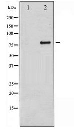 BRAF / B-Raf Antibody - Western blot of B-RAF expression in Insulin treated 293 whole cell lysates,The lane on the left is treated with the antigen-specific peptide.