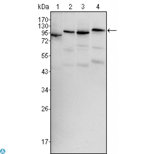 BRAF / B-Raf Antibody - Western Blot (WB) analysis using Raf-B Monoclonal Antibody against HeLa (1), HL60 (2), HepG2 (3) and NIH/3T3 (4) cell lysate.