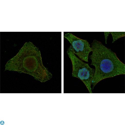 BRAF / B-Raf Antibody - Confocal Immunofluorescence (IF) analysis of MCF-7 (left) and HepG2 (right) cells using Raf-B Monoclonal Antibody (green). Red: Actin filaments have been labeled with DY-554 phalloidin. Blue: DRAQ5 fluorescent DNA dye.