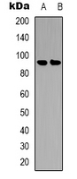 BRAF / B-Raf Antibody - Western blot analysis of B-RAF (pS446) expression in K562 (A); HEK293T (B) whole cell lysates.