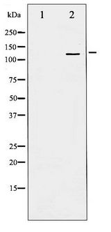 BRAF / B-Raf Antibody - Western blot of B-RAF phosphorylation expression in EGF treated 293 whole cell lysates,The lane on the left is treated with the antigen-specific peptide.