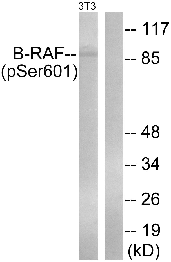 BRAF / B-Raf Antibody - Western blot analysis of lysates from NIH/3T3 cells treated with EGF 200ng/ml 30', using B-RAF (Phospho-Ser602) Antibody. The lane on the right is blocked with the phospho peptide.