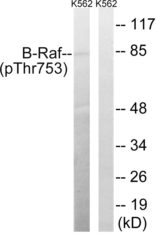 BRAF / B-Raf Antibody - Western blot analysis of lysates from K562 cells treated with EGF 200ng/ml 30', using B-Raf (Phospho-Thr753) Antibody. The lane on the right is blocked with the phospho peptide.