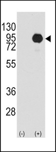 BRAF / B-Raf Antibody - Western blot of BRAF (arrow) using rabbit polyclonal BRAF Antibody (S445) (RB10940). 293 cell lysates (2 ug/lane) either nontransfected (Lane 1) or transiently transfected with the BRAF gene (Lane 2) (Origene Technologies).