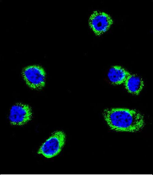 BRAF / B-Raf Antibody - Confocal immunofluorescence of B-RAF Antibody (S445) with HeLa cell followed by Alexa Fluor 488-conjugated goat anti-rabbit lgG (green). DAPI was used to stain the cell nuclear (blue).