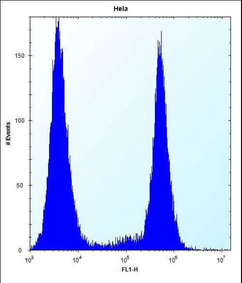 BRAF / B-Raf Antibody - B-RAF Antibody (S445) flow cytometry of HeLa cells (right histogram) compared to a negative control cell (left histogram). FITC-conjugated donkey-anti-rabbit secondary antibodies were used for the analysis.