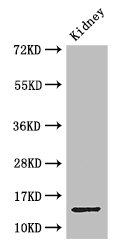 Brain Protein 44 / BRP44 Antibody - Positive WB detected in:Mouse kidney tissue;All lanes: MPC2 antibody at 3.4ug/ml;Secondary;Goat polyclonal to rabbit IgG at 1/50000 dilution;Predicted band size: 15 kDa;Observed band size: 15 kDa;