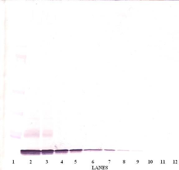 BRAK / CXCL14 Antibody - Western Blot (non-reducing) of CXCL14 antibody. This image was taken for the unconjugated form of this product. Other forms have not been tested.