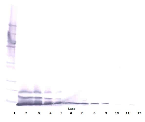 BRAK / CXCL14 Antibody - Western Blot (reducing) of CXCL14 antibody. This image was taken for the unconjugated form of this product. Other forms have not been tested.