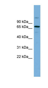 BRAP2 Antibody - BRAP antibody Western blot of NCI-H226 cell lysate. This image was taken for the unconjugated form of this product. Other forms have not been tested.
