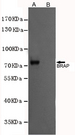 BRAP2 Antibody - Western blot analysis of extracts from CHO-K1 cells, transfected with a human pFLAG-CMV2-BRAP construct (A) or transfected with a human pFLAG-CMV2 construct (B), using BRAP mouse monoclonal antibody (1:1000 dilution).