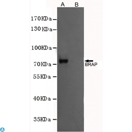 BRAP2 Antibody - Western blot analysis of extracts from CHO-K1 cells, transfected with a human pFLAG-CMV2-BRAP construct (A) or transfected with a human pFLAG-CMV2 construct (B) , using BRAP mouse mAb (1:1000 diluted).