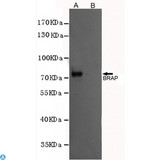 BRAP2 Antibody - Western blot analysis of extracts from CHO-K1 cells, transfected with a human pFLAG-CMV2-BRAP construct (A) or transfected with a human pFLAG-CMV2 construct (B) , using BRAP mouse mAb (1:1000 diluted).