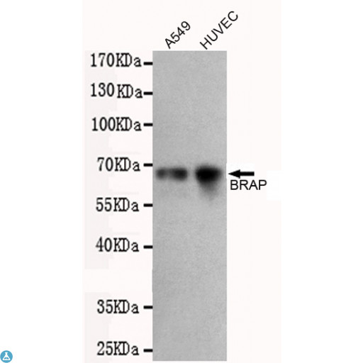 BRAP2 Antibody - Western blot detection of BRAP in A549 and HUVEC cell lysates using BRAP mouse mAb (1:500 diluted). Predicted band size: 67KDa. Observed band size: 67KDa.