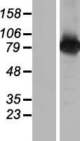 BRAT1 / BAAT1 Protein - Western validation with an anti-DDK antibody * L: Control HEK293 lysate R: Over-expression lysate