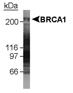 BRCA1 Antibody - Detection of BRCA1 in U2OS whole cell lysate. 1 minute ECL detection.  This image was taken for the unconjugated form of this product. Other forms have not been tested.