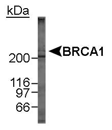 BRCA1 Antibody - Detection of BRCA1 in MCF-7 whole cell lysate. 12 minute ECL exposure.  This image was taken for the unconjugated form of this product. Other forms have not been tested.