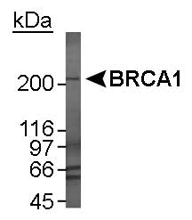 BRCA1 Antibody - Detection of BRCA1 in MCF-7 whole cell lysate. 1 minute ECL detection.  This image was taken for the unconjugated form of this product. Other forms have not been tested.