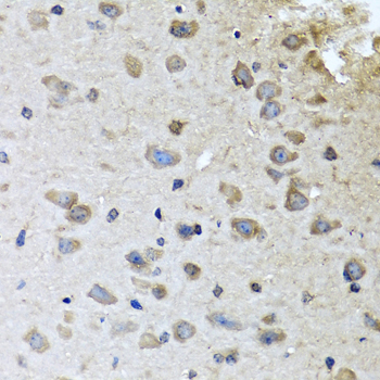 BRCA1 Antibody - Immunohistochemistry of paraffin-embedded mouse brain using BRCA1 antibodyat dilution of 1:100 (40x lens).