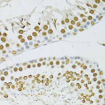 BRCA1 Antibody - Immunohistochemistry of paraffin-embedded rat testis using BRCA1 antibody at dilution of 1:100 (40x lens).