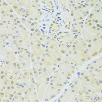 BRCA1 Antibody - Immunohistochemistry of paraffin-embedded rat pancreas using BRCA1 antibody at dilution of 1:100 (40x lens).