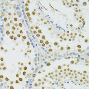BRCA1 Antibody - Immunohistochemistry of paraffin-embedded mouse testis using BRCA1 antibody at dilution of 1:100 (40x lens).