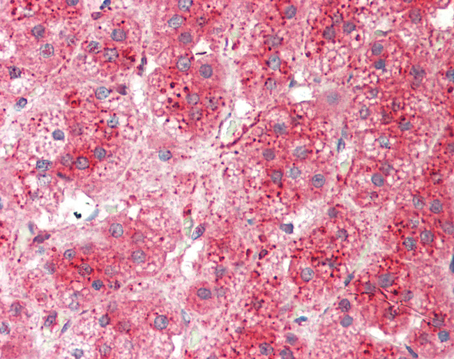 BRCC45 / BRE Antibody - Anti-BRCC45 / BRE antibody IHC staining of human adrenal. Immunohistochemistry of formalin-fixed, paraffin-embedded tissue after heat-induced antigen retrieval. Antibody concentration 5 ug/ml.  This image was taken for the unconjugated form of this product. Other forms have not been tested.