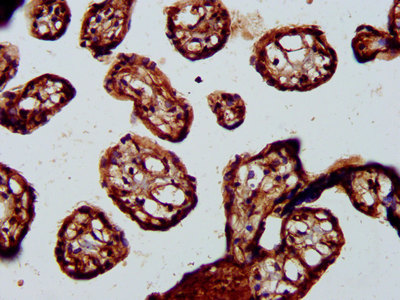BRCC45 / BRE Antibody - Immunohistochemistry Dilution at 1:200 and staining in paraffin-embedded human placenta tissue performed on a Leica BondTM system. After dewaxing and hydration, antigen retrieval was mediated by high pressure in a citrate buffer (pH 6.0). Section was blocked with 10% normal Goat serum 30min at RT. Then primary antibody (1% BSA) was incubated at 4°C overnight. The primary is detected by a biotinylated Secondary antibody and visualized using an HRP conjugated SP system.