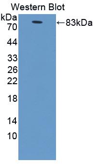 BRD1 Antibody - Western blot of BRD1 antibody.