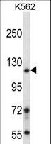 BRD1 Antibody - BRD1 Antibody western blot of K562 cell line lysates (35 ug/lane). The BRD1 antibody detected the BRD1 protein (arrow).