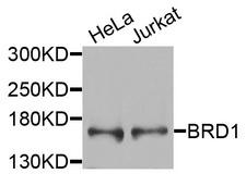 BRD1 Antibody - Western blot analysis of extracts of various cells.
