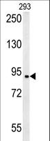 BRD2 / RING3 Antibody - BRD2-Q185 western blot of 293 cell line lysates (35 ug/lane). The BRD2 antibody detected the BRD2 protein (arrow).